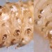 Plates • Head and anal plate. 9 mm larva. September. Ex rootstock Plantago lanceolata. Imago reared. • © Ian Smith