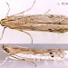 Adult • Ex larva on Senecio jacobaea. Ashton Moss, S. Lancs. Genit. det. S.M.Palmer. • © Ian Smith