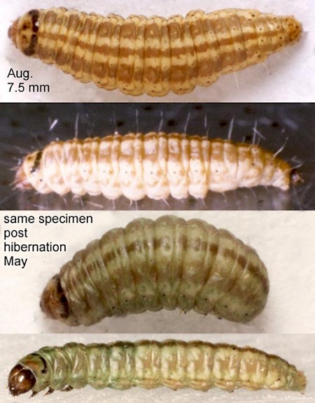 Phycitodes saxicola