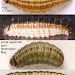 Larva • August and May, in flower of Senecio jacobaea Imago reared. Gen. det by A.M. Davis. • © Ian Smith