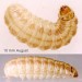 Larva • On Senecio jacobaea. Ashton Moss, S. Lancs. August. Imago reared. Genit. det. S.M.Palmer. • © Ian Smith