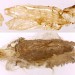 Pupation cocoon • Exuviae and cocoon. Ex larva on Senecio jacobaea. Ashton Moss, S. Lancs. • © Ian Smith