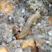 Larva • Bere Alston, Devon • © Tom Sleep