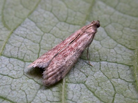 Ephestia woodiella