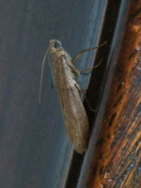 Dried Currant Moth Cadra cautella