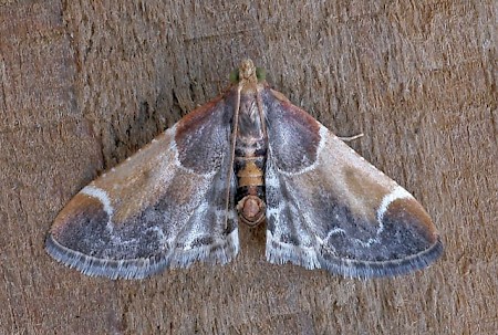 Meal Moth Pyralis farinalis