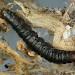 Larva • Chudleigh Knighton Heath, South Devon • © Bob Heckford