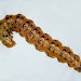 Larva • Beinn Eighe,Wester Ross, reared from ova • © Bob Heckford