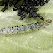 Larva • Woodford Green, Essex • © Robin Barfoot
