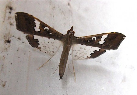 Mung Moth Maruca vitrata