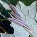 Larvae • ex female, Dorset • © Chris Manley