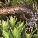 Larva • Larva on Mnium hornum. Leg. R.J. Heckford & P.H. Stirling • © P.H. Stirling