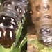 Larval plates • Head & anal plate of larva on Mnium hornum. Leg. R.J. Heckford & P.H. Stirling • © P.H. Stirling