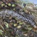 Larva • Harcombe, south Devon • © Bob Heckford
