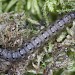Larva • Crownhill Down, south Devon • © Bob Heckford