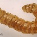 Larva • Larva, contracted, in February. Reared in Typha, ex ovo leg. Nick Lear. Gloucestershire. • © Ian Smith