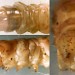 Larval plates • Head and anal plate of larva in February. Reared in Typha, ex ovo leg. Nick Lear. Gloucestershire. • © Ian Smith