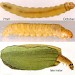Larvae • 7 mm photo I.F.Smith. Late instar illus. from Buckler. © I.F. Smith • © Ian Smith