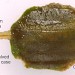 Case • Floating larval case of two ovals of Potamogeton leaf material. October. • © Ian Smith