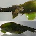 Mid-instar larva and case • Rixton, Cheshire • © Ben Smart