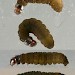 Mid-instar larva • Rixton, Cheshire • © Ben Smart