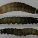 Final instar larva • Rixton, Cheshire • © Ben Smart