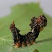 Mid instar Larva • Astley Moss, Cheshire • © Ben Smart