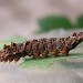 Final instar Larva • Astley Moss, Cheshire • © Ben Smart