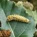 Larva on Betula • © Tony Richardson