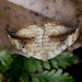 ssp. scotica • Fyvie, Aberdeenshire • © Helen Taylor