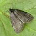 Adult • Chorlton, Gtr. Manchester, from larva on Betula • © Ben Smart
