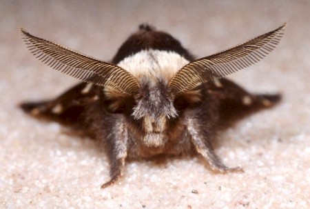 December Moth Poecilocampa populi