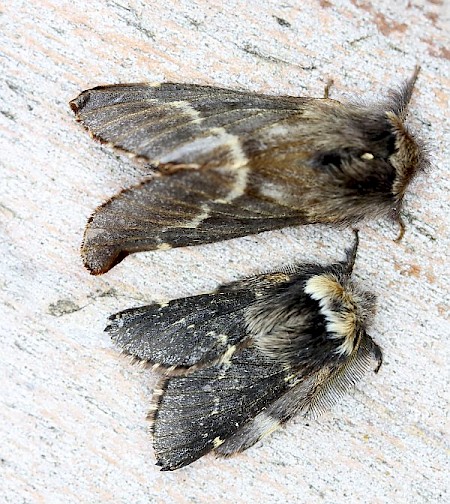 December Moth Poecilocampa populi