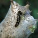 Larva • Dorset • © David Green/Butterfly Conservation