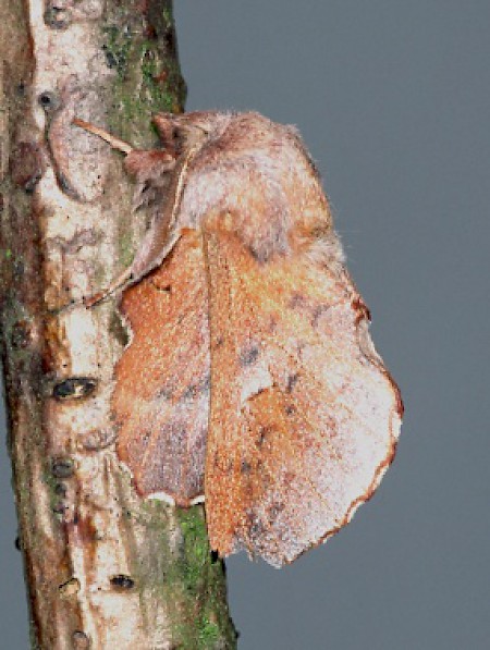 Small Lappet Phyllodesma ilicifolia