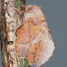 Adult • ex. Danish larva • © Jeroen Voogd