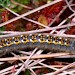 Larva • Denmark • © Jeroen Voogd