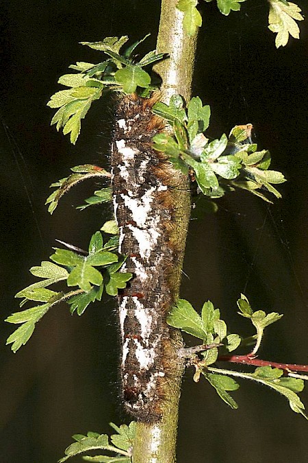 The Lappet Gastropacha quercifolia