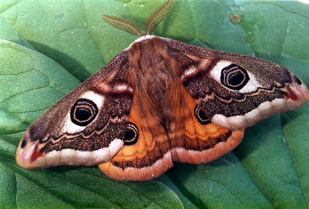 Emperor Moth Saturnia pavonia