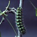 4th instar larva • © Nick Percival