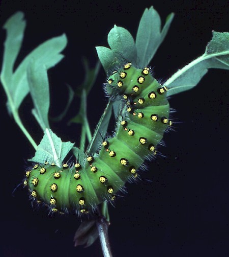 Emperor Moth Saturnia pavonia