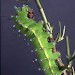 5th instar larva • © Nick Percival