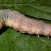Larva • Larva about to pupate; Wigan, Lancashire • © Pauline Greenalgh