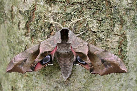 Eyed Hawk-moth Smerinthus ocellata