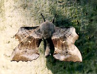 Poplar Hawk-moth