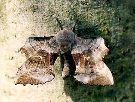 Poplar Hawk-moth Laothoe populi