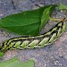 Larva • Green form, Cornwall • © Chris Holt