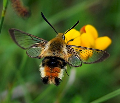 Adult • Powerstock Common, Dorset • © Mark V Pike