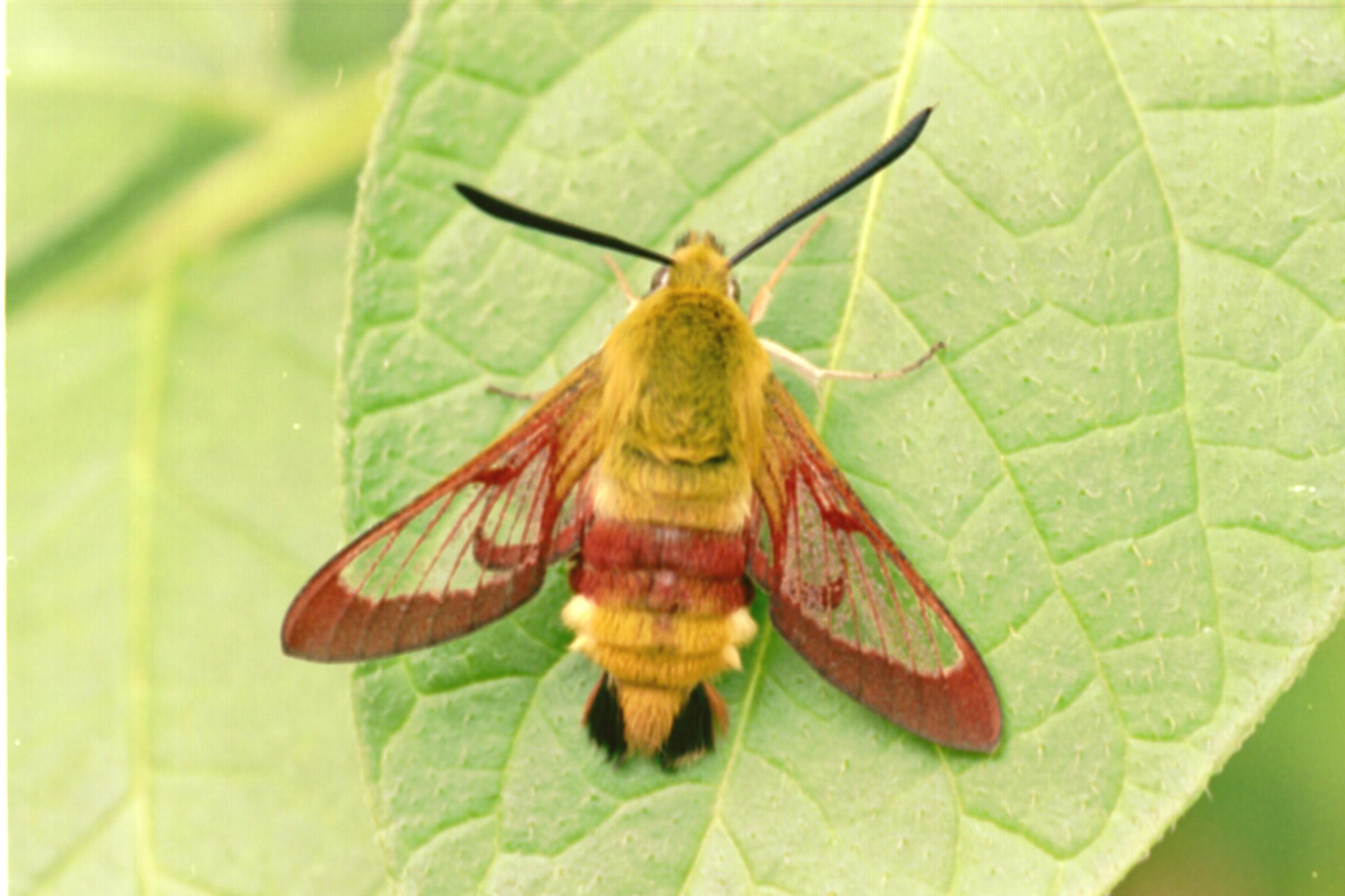 Bee Hawk Moth - Facts: Uncovering the Secrets of This Intriguing Insect -  What's That Bug?