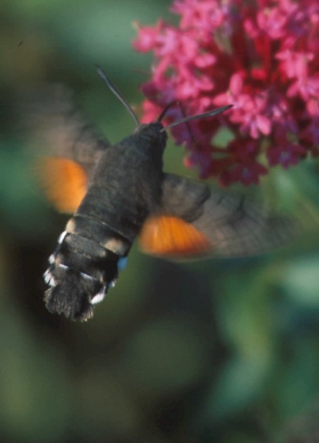 Hummingbird Hawk-moth Macroglossum stellatarum